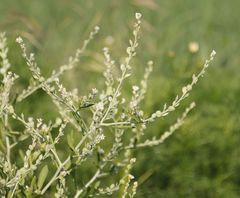 Lepidium sativum