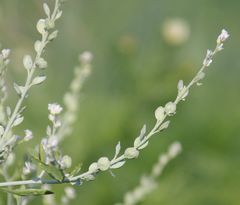 Lepidium sativum