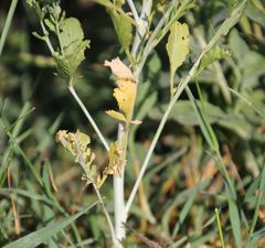 Lepidium sativum