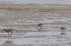 Charadrius hiaticula tundrae