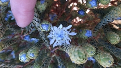 Lachnaea filamentosa