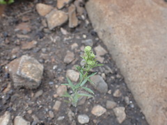 Lepidium densiflorum
