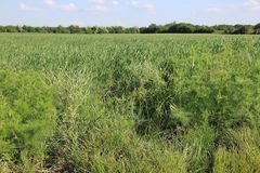 Lepidium sativum