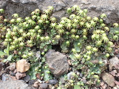 Marchantia polymorpha