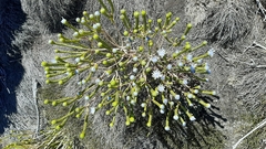 Lachnaea filamentosa