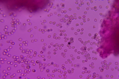 Pluteus deceptivus