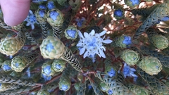 Lachnaea filamentosa