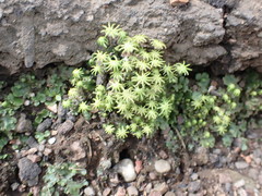 Marchantia polymorpha