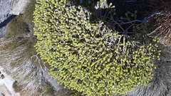 Lachnaea filamentosa