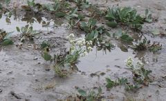 Lepidium cartilagineum