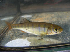 Opsaridium peringueyi