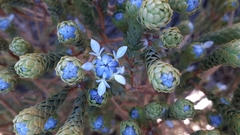 Lachnaea filamentosa