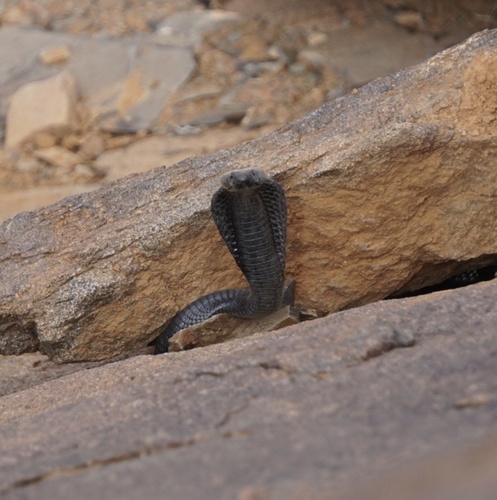 Mozambique Spitting Cobra, Naja mossambica