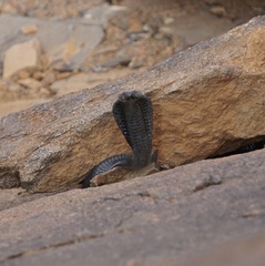 Black-necked Spitting Cobra