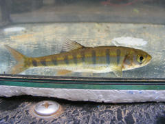 Opsaridium peringueyi