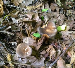 Pluteus deceptivus