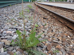 Taraxacum officinale