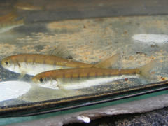 Opsaridium peringueyi