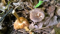Pluteus deceptivus