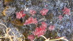 Drosera trinervia
