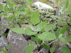 Chenopodium album