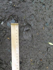 Moschus moschiferus