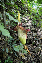 Amorphophallus titanum