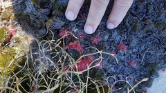 Drosera trinervia