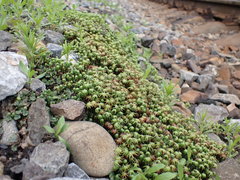 Marchantia polymorpha