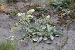 Lepidium cartilagineum