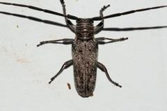 Prosopocera