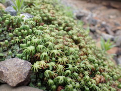 Marchantia polymorpha