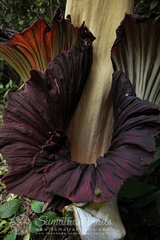 Amorphophallus titanum