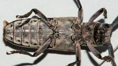Prosopocera