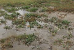 Lepidium cartilagineum