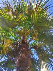 Trachycarpus