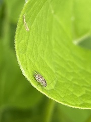 Teliapsocus