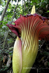Amorphophallus titanum