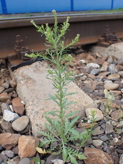 Lepidium densiflorum