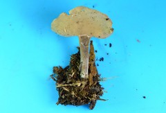 Helvella macropus