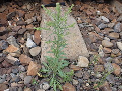 Lepidium densiflorum