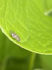Teliapsocus