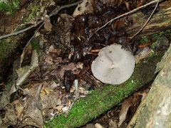 Helvella macropus