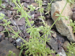 Galium spurium