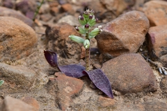 Lachenalia vanzyliae