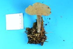 Helvella macropus