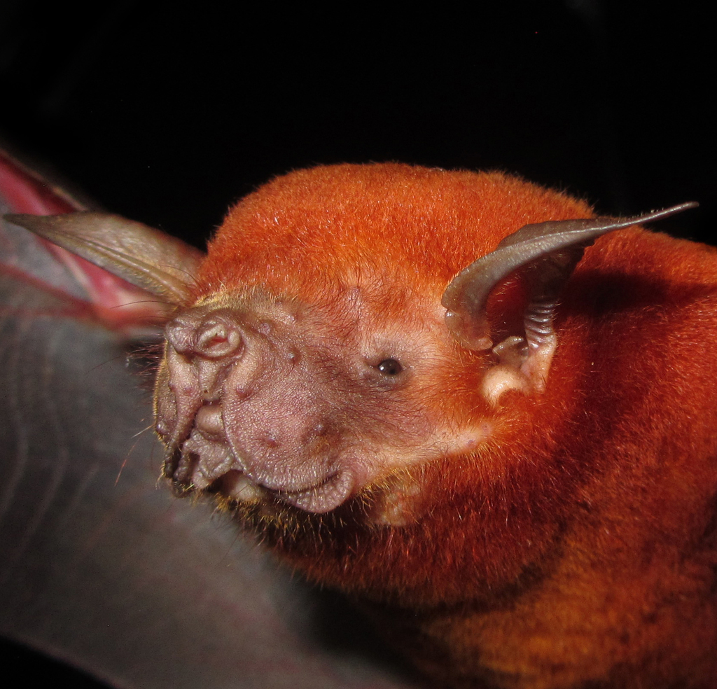 Greater Bulldog Bat from Caiuá, SP, 19450-000, Brasil on October 11 ...