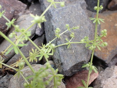 Galium spurium