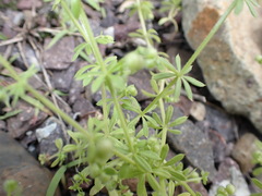 Galium spurium