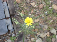 Crepis tectorum